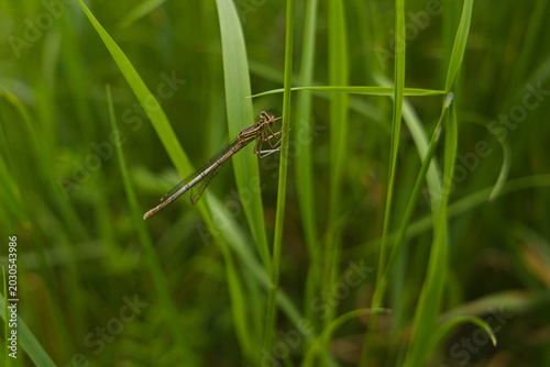 Quadro su tela Zarte Libelle sitzt ruhig auf einem Grashalm in einer sommerlichen Wiese