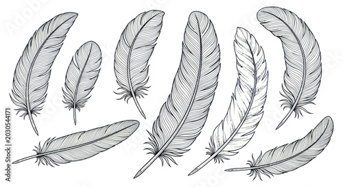 Hand-drawn Feather Collection - Vintage Sketch Style