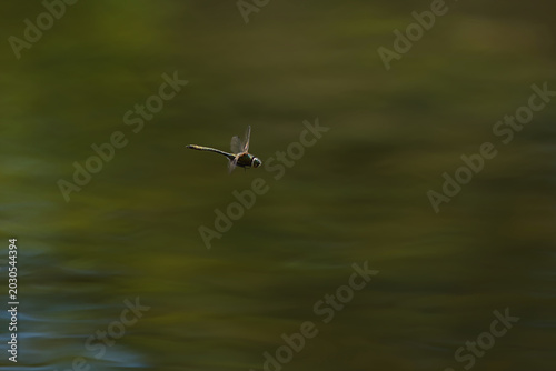 Foto Fliegende Libelle über ruhiger Wasseroberfläche mit weichem Hintergrund und natürlicher Bewegung