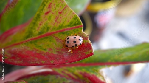 Chrysomelidae, cute pink ladybugs with black spots. Perched on leaves