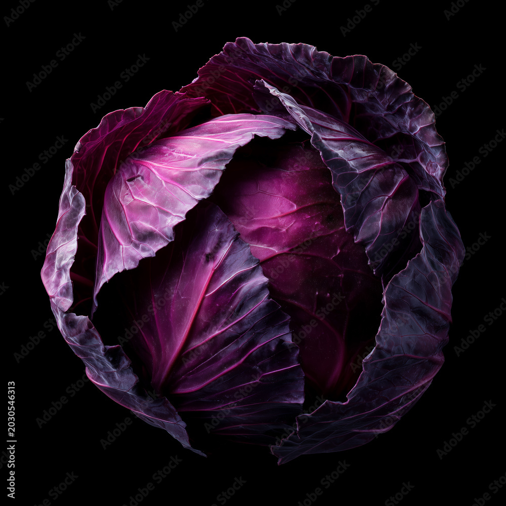 Obraz premium Closeup of purple red cabbage isolated on black background clipping path. Concept of fresh vegetables and healthy eating