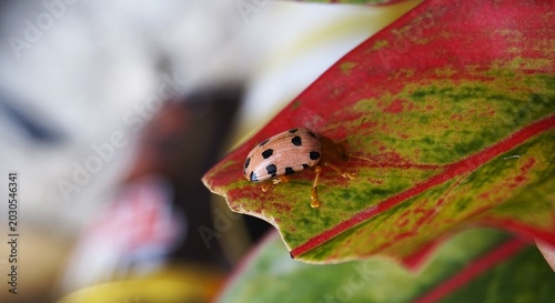 Chrysomelidae, cute pink ladybugs with black spots. Perched on leaves