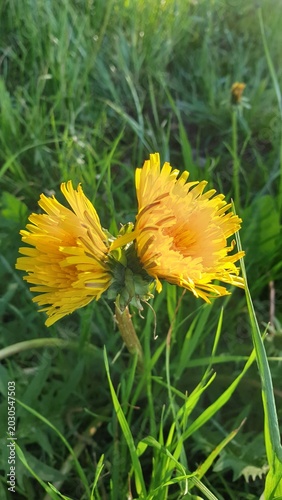 Löwenzahn mit doppelter Blüte an einem Stiel
Dandelion with a double bloom on one stem