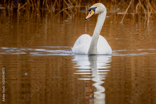Photos Mute Swan posing for portrait on amber lake like a seasoned model, Bristol, Unit