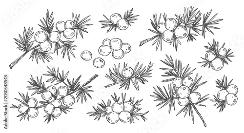Juniper Berries Botanical Illustration Hand Drawn Vintage Sketch Set Black and White