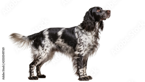 Photos Black and white spotted dog standing attentively, isolated on transparent backgr