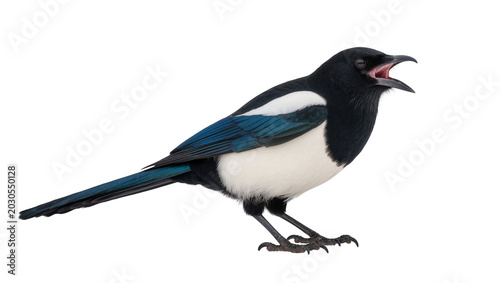 Tableau sur toile Black and white magpie bird with blue wings open beak, isolated on transparent b
