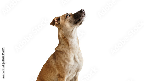 Bild auf Leinwand Medium-sized tan dog with dark muzzle looking upwards, isolated on transparent b