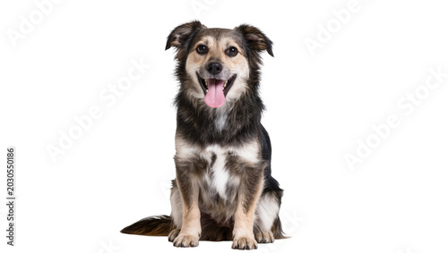 Photos Happy mixed breed dog sitting attentively, isolated on transparent background