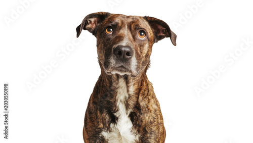 Tableau sur toile Brindle dog with curious expression, isolated on transparent background