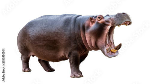 Foto Massive hippopotamus with mouth wide open showing tusks, isolated on transparent