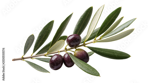 Photography Dark purple olives with green leaves on a branch, isolated on transparent backgr