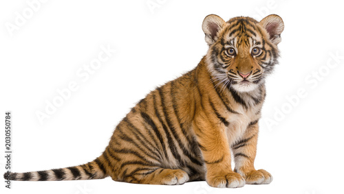 Schilderij op canvas Cute tiger cub with orange and black stripes sitting, isolated on transparent ba