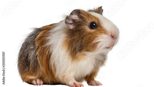 Fotografie Fluffy tricolor guinea pig with brown white and gray fur, isolated on transparen