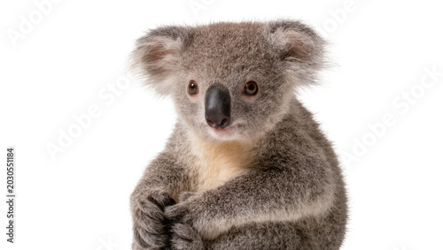 Photography Fluffy grey koala bear with black nose, sitting upright isolated on transparent