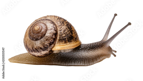 Bild auf Leinwand Brown garden snail with patterned shell, isolated on transparent background