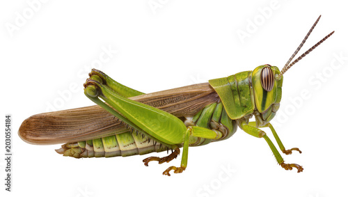 Cuadro en lienzo Green grasshopper with brown wings detailed macro, isolated on transparent backg