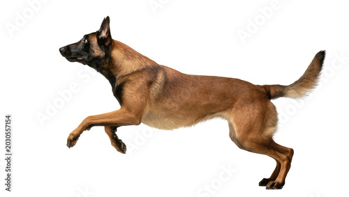 Foto Agile Belgian Malinois dog running, isolated on transparent background
