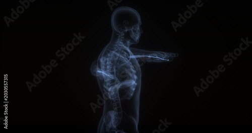 Flexor pollicis longus muscle in human body. X Ray. Loop
