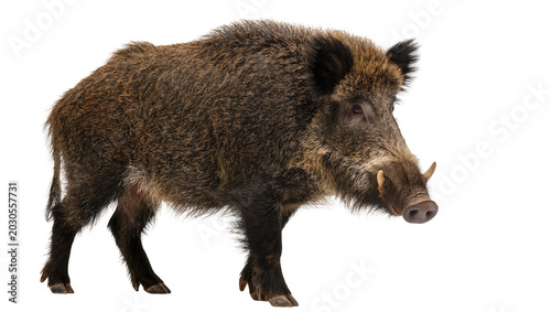 Fotografía Wild boar with tusks and coarse fur, isolated on transparent background
