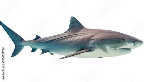 Schilderij op canvas Large predatory tiger shark with sharp teeth, isolated on transparent background
