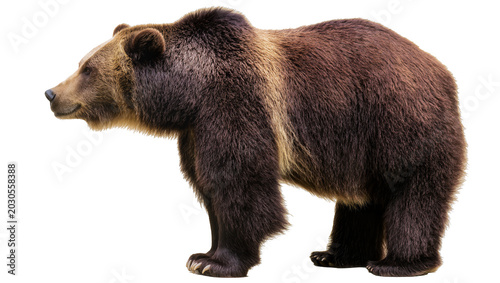 Foto Brown grizzly bear standing profile view, isolated on transparent background