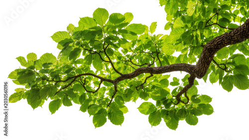 Photos Thick brown tree branch with lush green leaves, isolated on transparent backgrou