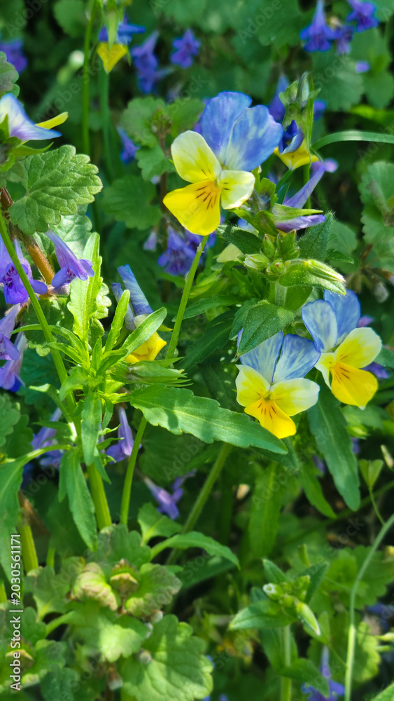 Fototapeta premium Wild Spring Flowers in Green Meadow