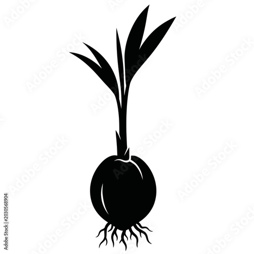 Foto Sprouting Coconut with Young Leaves and Roots Silhouette