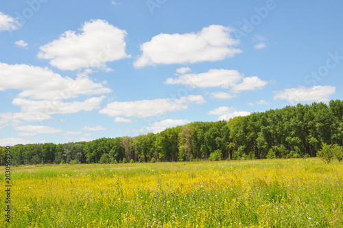 Blooming Spring Meadow Under Blue Sky