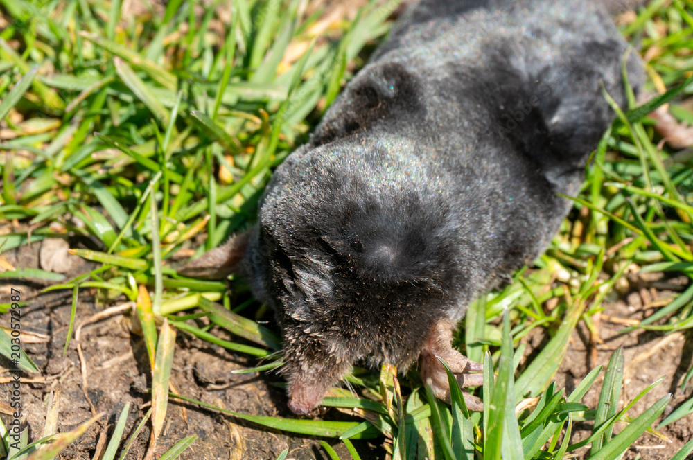 Fototapeta premium A dead mole is lying in the garden a nuisance.