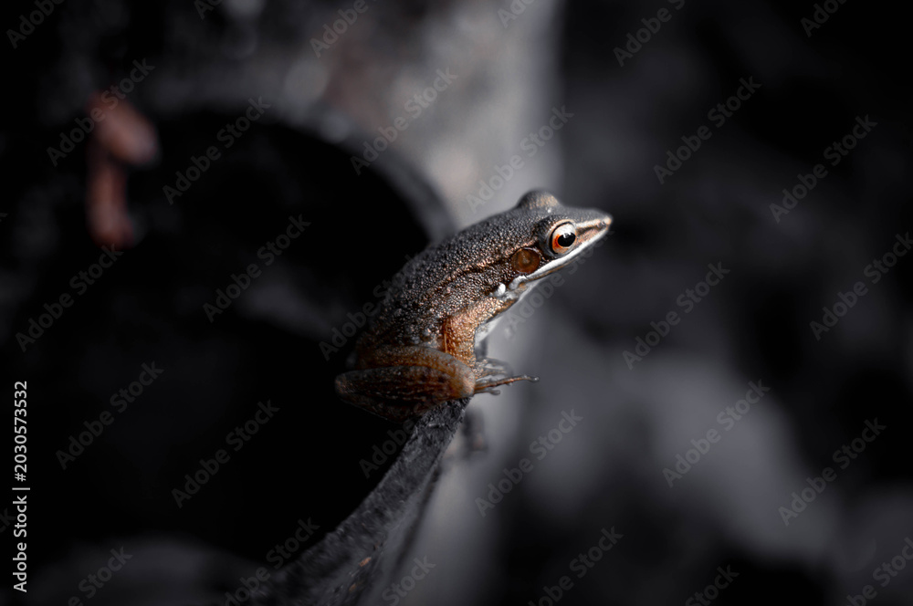 Fototapeta premium the frog and aesthetic bagckground