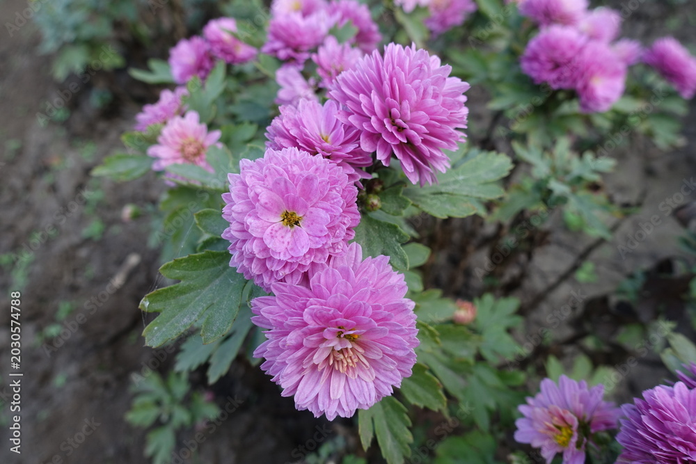 Fototapeta premium Pink flowers of Chrysanthemums in mid October