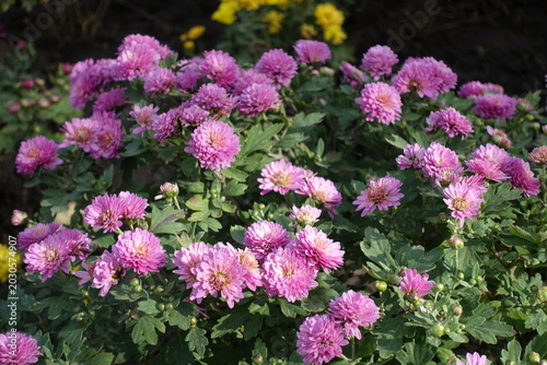 Фотография Plenitude of pink flowers of Chrysanthemums in October