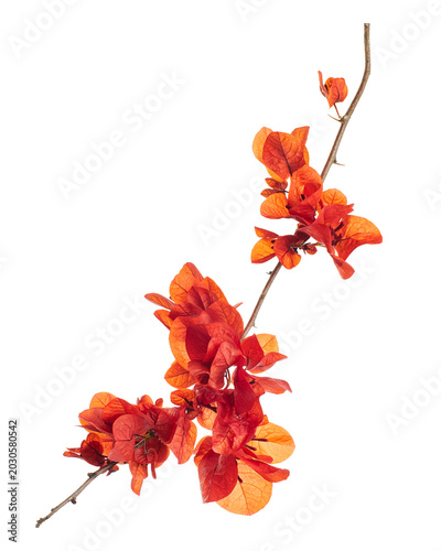 Obraz na plátně Red Bougainvillea Flowers on Branch Isolated on transparent Background with Clip