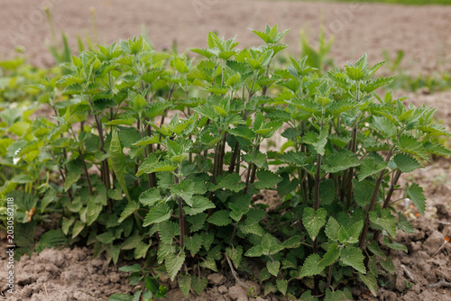 Fresh Lemon Balm (Melissa) Growing in Organic Garden – Medicinal Herb and Herbal Plant Photography
