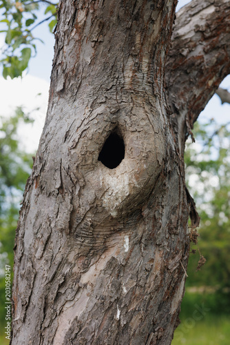 Natural Tree Hollow in Garden – Rustic Bark Texture and Old Tree Trunk Closeup in Scenic Nature Setting

