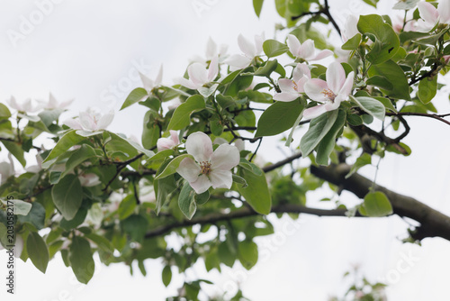 Blooming Quince Tree Against Cloudy Sky – Beautiful Spring Blossoms in Natural Garden Landscape
