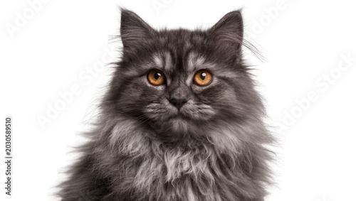 Schilderij op canvas Fluffy grey Persian cat with amber eyes, isolated on transparent background