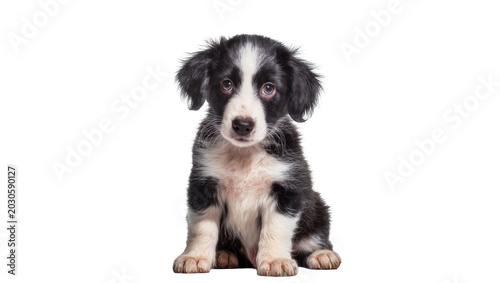 Картината върху платно Black and white border collie puppy sitting, isolated on transparent background
