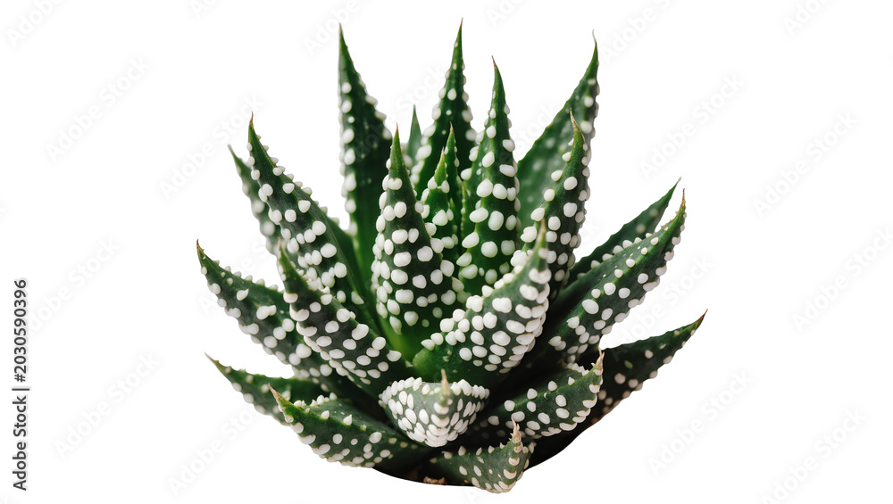 Fototapeta premium Green succulent plant with white spots, isolated on transparent background