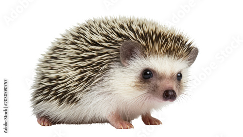 Photos Small African pygmy hedgehog with spiky fur, isolated on transparent background