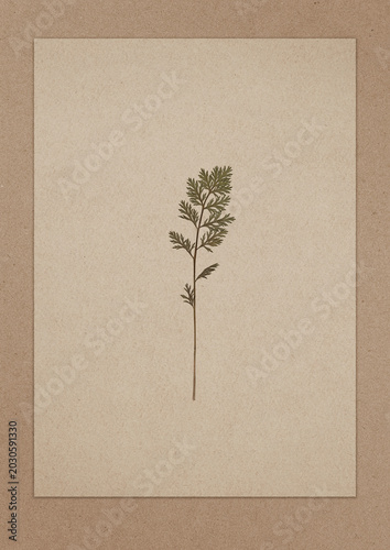 Antique botanical background with dried herbarium herbs on vintage paper texture, natural composition with pressed plant in a minimal setting.