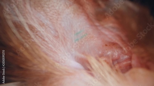 Extreme Macro View of Siamese Cat Ear Canal With Identification Mark, Detailed Animal Anatomy and Fur Texture in Soft Focus Cinematic Closeup