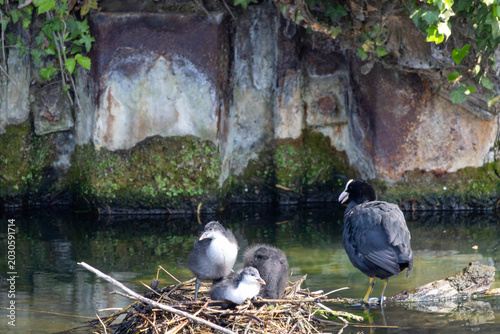 Eurasian Coot Family with Chicks on Floating Nest
