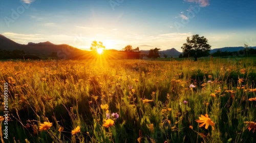 A field of yellow flowers basks in the golden light of a setting sun, under a blue sky