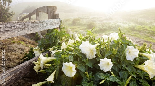 datura. A cluster of datura plants growing wild near a weathered fence in a misty field at dawn. gardening catalogs, home-decor guides, designed for gardening and botanical catalogs.