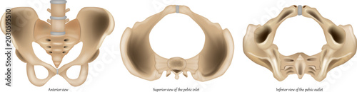 Foto Detailed medical illustration of the human pelvis showing multiple anatomical views of the bony pelvic structure, including anterior view, pelvic inlet, and pelvic outlet