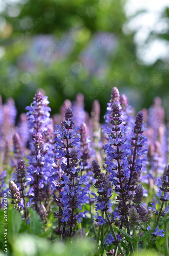Obraz premium purple flower greenhouse summer salvia