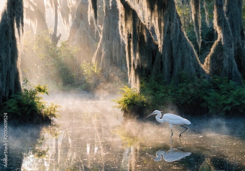 A great egret wading through a misty louisiana swamp at sunrise